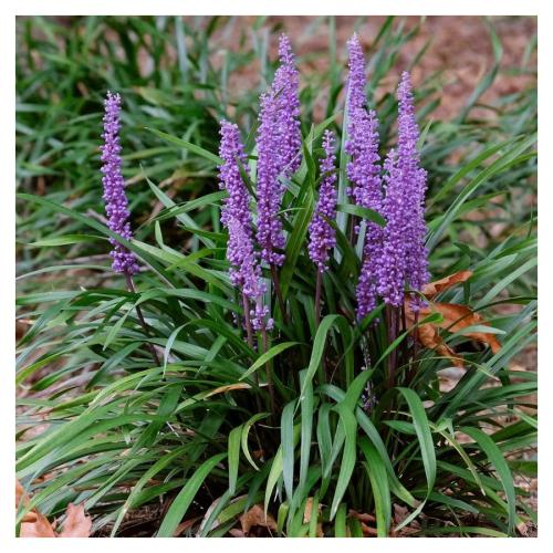 Liriope muscari ’Money Maker’ - Gyöngyikés gyepliliom