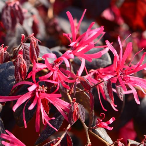 Loropetalum chinense 'Fede' - Kínai rojtosvirág