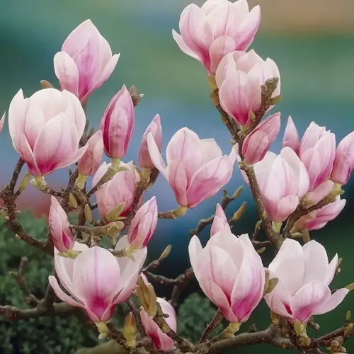 Magnolia soulangeana - Rózsaszín nagyvirágú magnólia, liliomfa