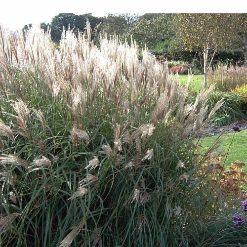 Miscanthus sinensis  'Yakushima Nana' - Japánfű