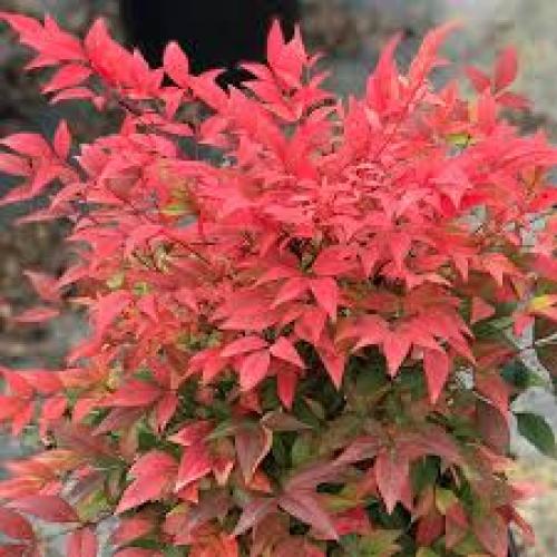 Nandina domestica 'Firepower' - Japán szentfa