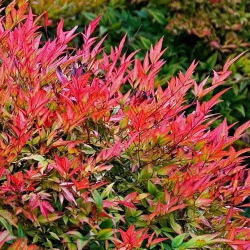 Nandina domestica 'Gulf stream' - Japán szentfa
