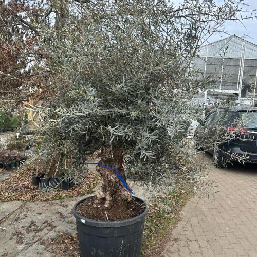 Olajfa - Olea europaea Bonsai