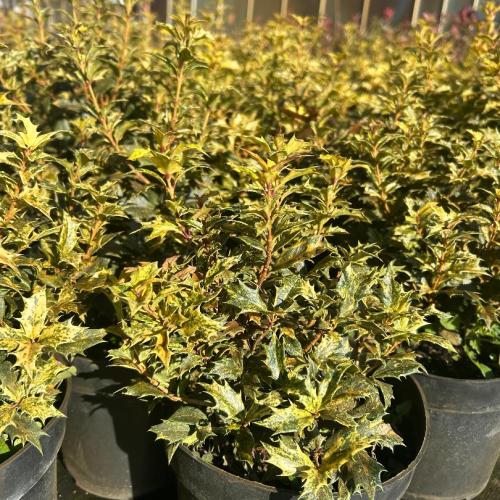 Osmanthus  heterephyllus 'Goshik' (Tricolor) - Tarkalevelű illatvirág