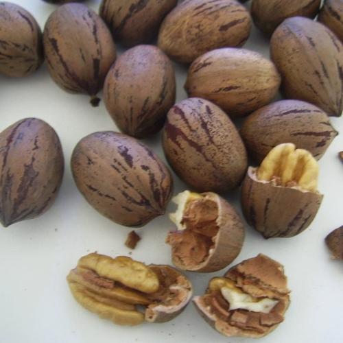 Carya illionensis 'Pawnee'  - Pekándió oltvány
