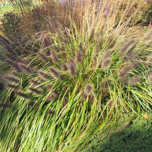 Pennisetum alopecuroides  'Black Beauty' - Évelő tollborzfű