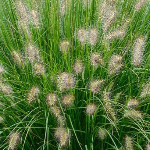 Pennisetum alopecuroides  'Hameln' - Évelő tollborzfű, Kínai tollborzfű