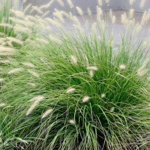Pennisetum alopecuroides  'Little Bunny' - Évelő tollborzfű