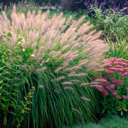 Pennisetum alopecuroides  'Red Head' - Évelő tollborzfű