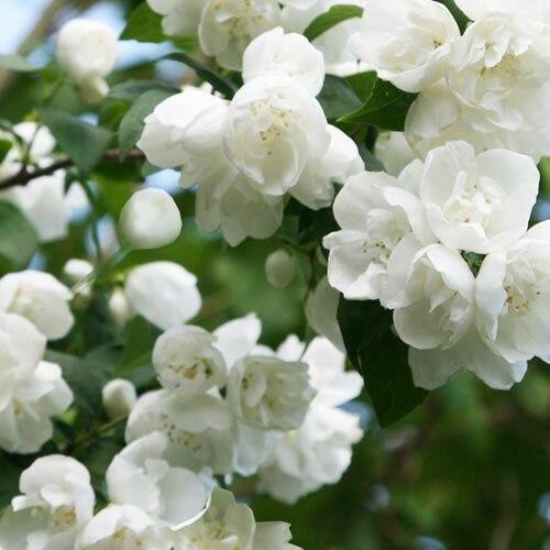 Philadelphus coronarius ’Virginal' - Teltvirágú jezsámen