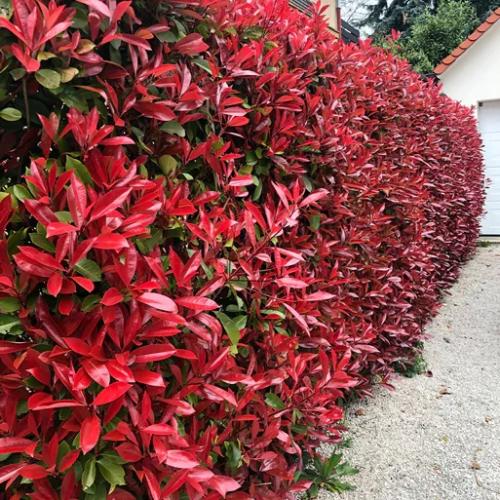 Photinia  fraseri 'Camilvy' - Korallberkenye