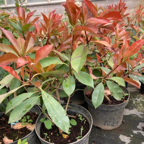Photinia fraseri ’Red Robin’ - Korallberkenye