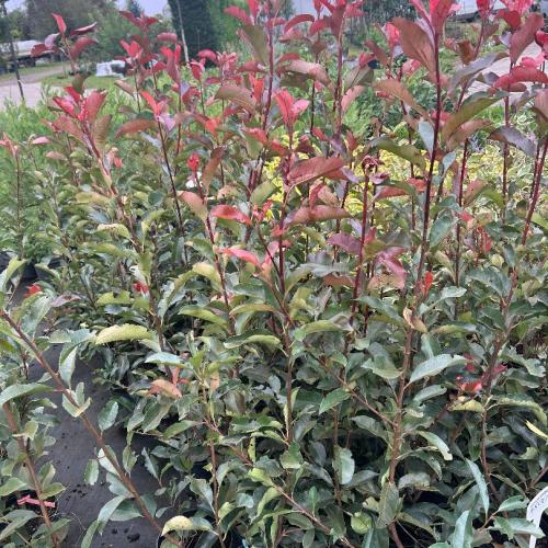 Photinia  x fraseri ’Red Select’ - Korallberkenye