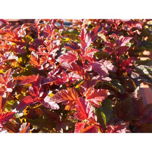 Physocarpus opulus  ’Little Angel’ - Bangitalevelű hólyagvessző (törpe)