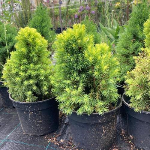 Picea glauca 'Conica'- Cukorsüvegfenyő