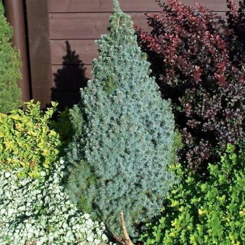 Picea glauca 'Sanders Blue' - Kék cukorsüveg fenyő