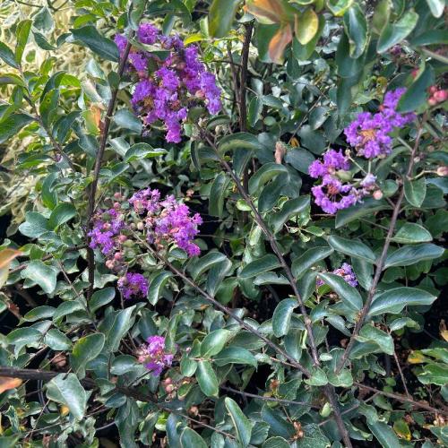 Lagerstroemia indica  ‘Powhatan’ -  Kínai selyemmirtusz
