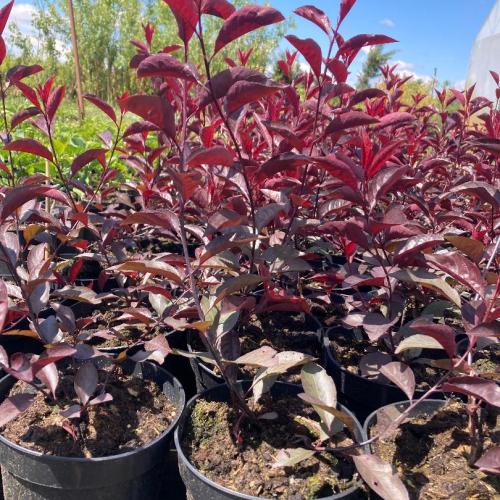 Prunus cistena - Törpe vérszilva