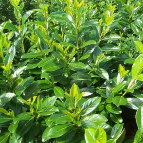 Prunus laurocerasus ’Novita’  - Babérmeggy