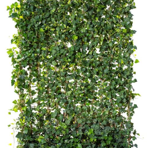 Hedera helix  'Arborescens' - Borostyán fal (1x 1,9 m)