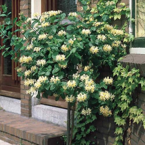 Lonicera japonica ’Halliana’ - Örökzöld japán lonc
