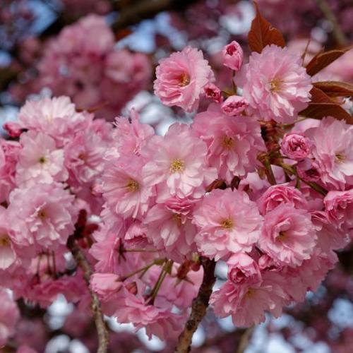 Prunus serrulata ’Kanzan’ (k5,6, Konténeres) - Japán cseresznye magas törzsön