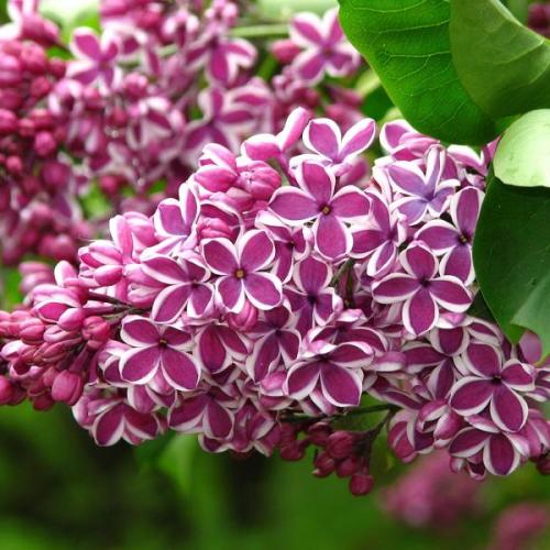 Syringa vulgaris 'Sensation' - Orgona (lila)