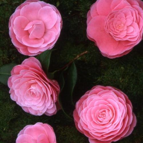 Camelia japonica 'Nuccio' s Cameo' - pink japán kamélia (Rózsaszín, k1,5, Konténeres)