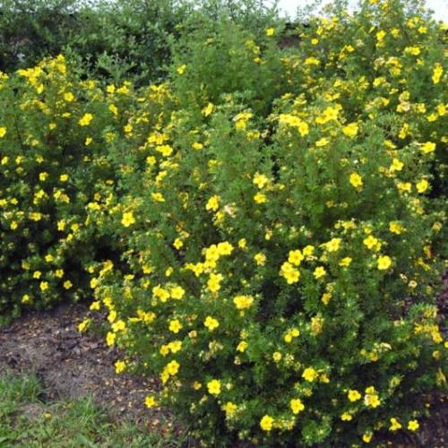 A Potentilla fruticosa ’Goldfinger’ - Cserjés pimpó