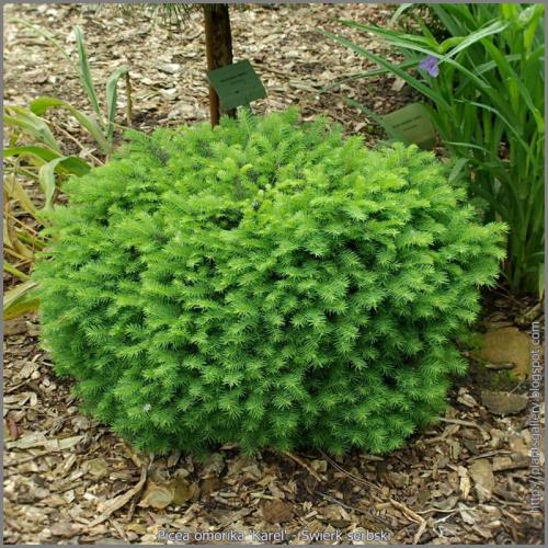 Picea omorika 'Karel' - Gömb szerb luc