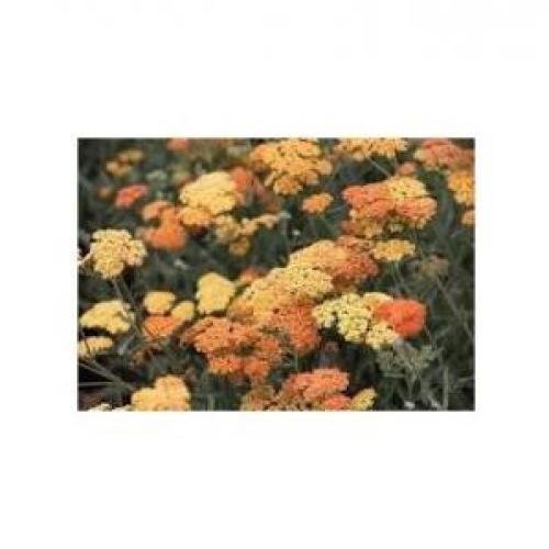 Achillea filipendulina 'Terracotta' - Cickafark (Narancs)