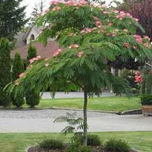 Albizia julibrissin - Selyemakác