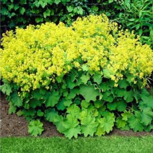 Alchemilla mollis 'Robustica' - Nagylevelű palástfű