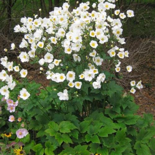 Anemone hybrida 'Honorine Jobert' - Japán szellőrózsa (fehér)