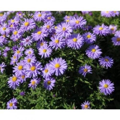 Aster dumosus 'Lady in Blue' - Törpe őszirózsa (Kék)