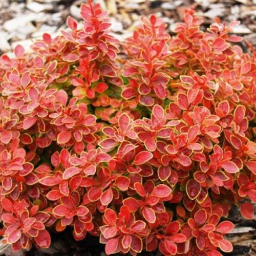 Berberis thunbergii ’Admiration’ (Piros, k2, Konténeres)