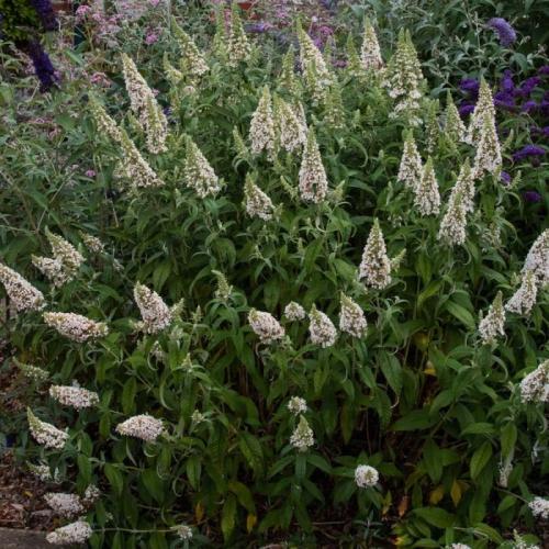 Buddleia davidii 'Little Rockstars White'  - Nyáriorgona (fehér)