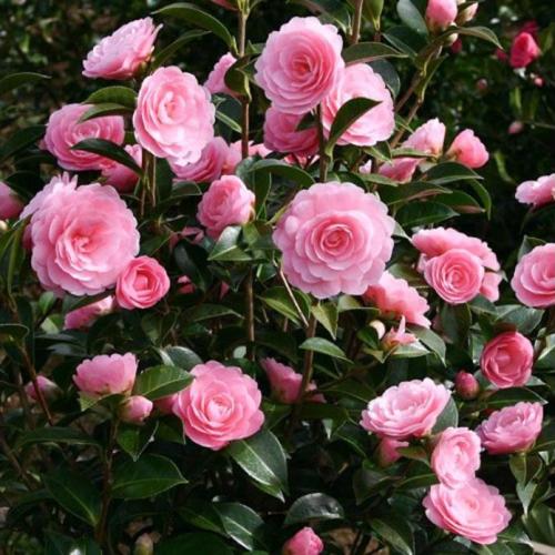 Camelia japonica 'E.G.waterhouse’ - Telt világos rózsaszín japán kamélia (Rózsaszín, k1,5, Konténeres)