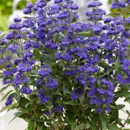Caryopteris clandonensis 'Heavenly blue’ - Kékszakáll