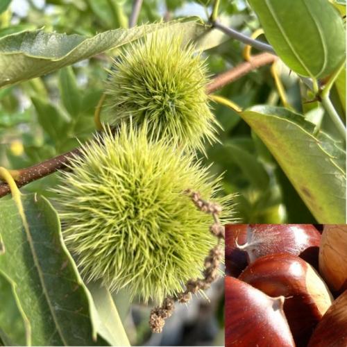 Castanea sativa x mollissima 'Bouche de Betizac' - Szelídgesztenye