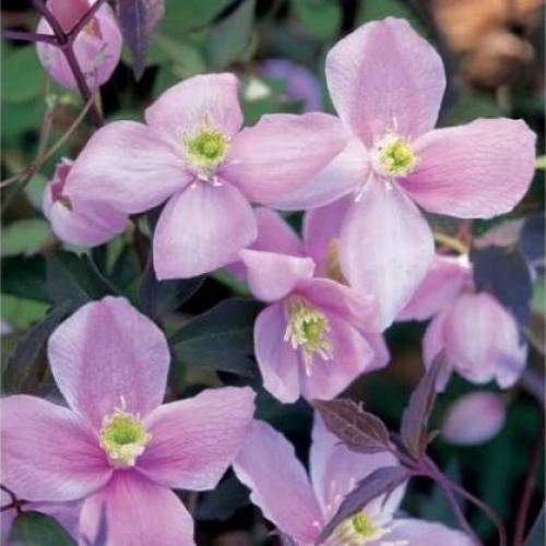 Clematis montana 'Rubens' - Iszalag (Rózsaszín)