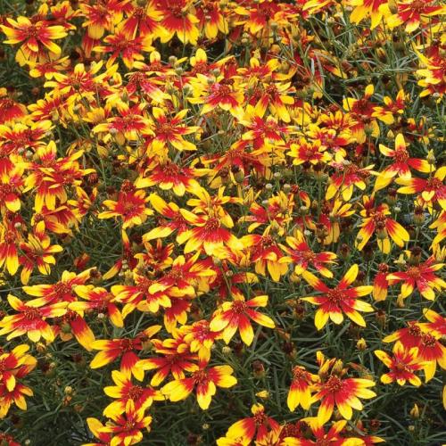 Coreopsis verticillata   'Lightning bug' - Menyecskeszem (Piros)