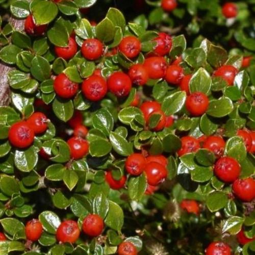 Cotoneaster dammeri ’Major’ - Kúszó madárbirs