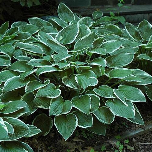 Hosta fortunei ’Francee’ - Árnyékliliom