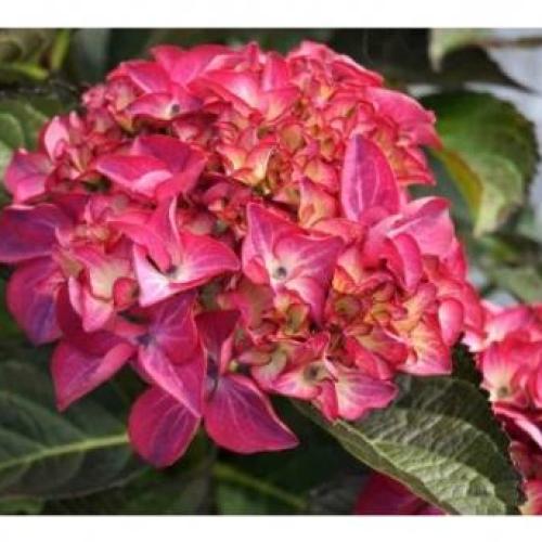 Hydrangea macrophylla ’Red Angel’  - Kerti Hortenzia