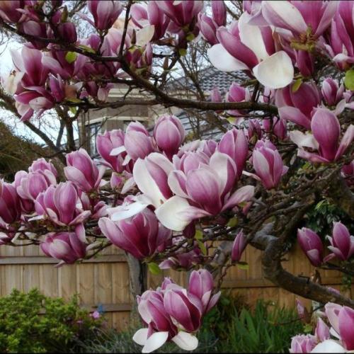 Magnolia soulangeana ’Rustica rubra’ - Nagyvirágú magnólia, liliomfa