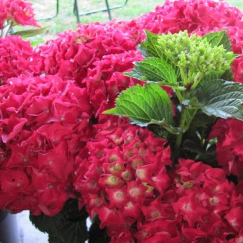 Hydrangea macrophylla ’Hot Red’  - Kerti hortenzia