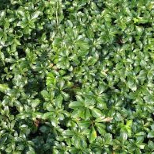 Pachysandra terminalis 'Green sheen'  - Kövérke