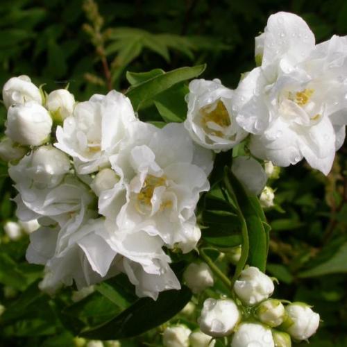 Philadelphus coronarius ’Dame Blanche’ - Jezsámen