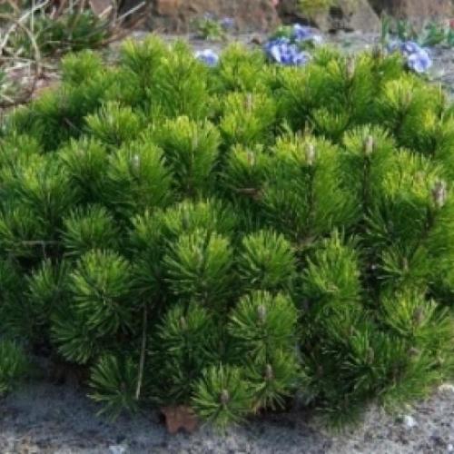 Pinus mugo 'Pumilio' -Törpefenyő